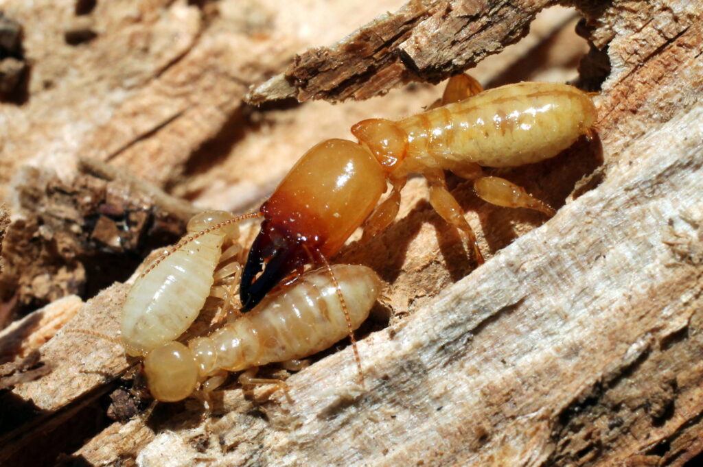 5 Major Warning Signs of a Termite Infestation in Your Home